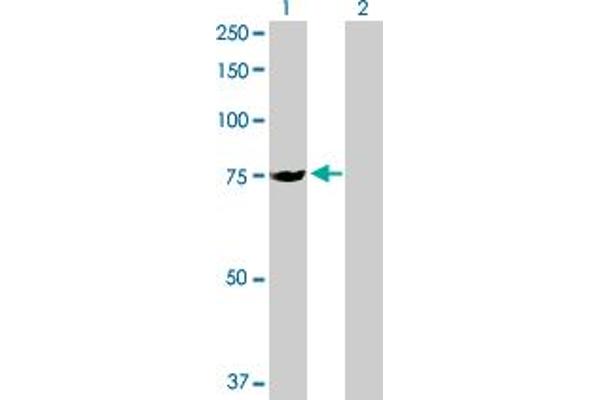 slc25a13 antibody  (AA 1-675)