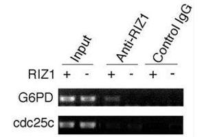 ChIP analysis was performed on RIZ1 knockout mouse embryonic fibroblasts with RIZ1 antibody. (PRDM2 antibody  (AA 1-347))