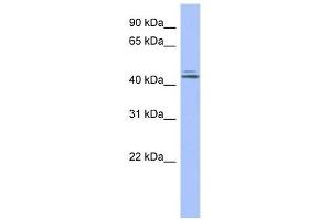 ORC4L antibody used at 1 ug/ml to detect target protein. (ORC4 antibody)