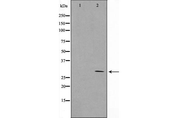 MRRF antibody  (Internal Region)