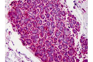 Anti-CAPN1 / Calpain 1 antibody IHC of human breast.
