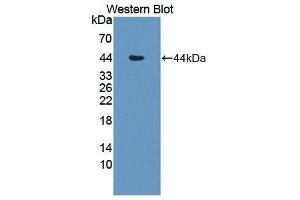Western Blotting (WB) image for anti-Interleukin 12 beta (IL12B) (AA 23-327) antibody (ABIN3209542)