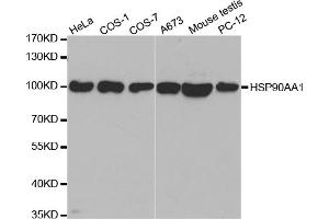 Western blot analysis of extracts of various cell lines, using HSP90AA1 antibody (ABIN5970140) at 1/500 dilution. (HSP90AA1 antibody)
