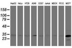 Image no. 3 for anti-Bridging Integrator 3 (BIN3) antibody (ABIN1496922) (BIN3 antibody)