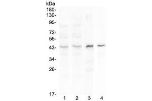 Western blot testing of 1) human placenta, 2) human MCF7, 3) rat spleen and 4) mouse spleen lysate with SP6 antibody at 0. (SP6 antibody)
