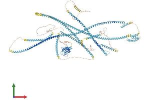AlphaFold protein structure predicition of Mouse Recombinant Fhad1 Protein, UniprotID A6PWD2 (FHAD1 Protein (AA 1-1420) (His tag))