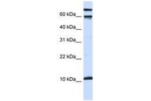 Image no. 1 for anti-Galanin (GAL) (AA 36-85) antibody (ABIN6741496) (Galanin antibody  (AA 36-85))
