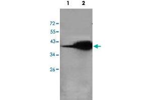 Western blot analysis of human fetal lung (Lane 1) and rat liver (Lane 2) lysate with AKR7A2 polyclonal antibody  at 1 : 500 dilution. (AKR7A2 antibody  (AA 184-329))