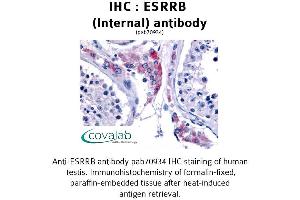Image no. 1 for anti-Estrogen-Related Receptor beta (ESRRB) (Internal Region) antibody (ABIN1734151) (ESRRB antibody  (Internal Region))