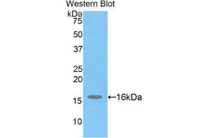Western Blotting (WB) image for anti-H2A Histone Family, Member J (H2AFJ) (AA 3-129) antibody (ABIN1859113) (H2AFJ antibody  (AA 3-129))