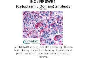Image no. 1 for anti-Neuropeptides B/W Receptor 1 (NPBWR1) (2nd Cytoplasmic Domain) antibody (ABIN1737458) (NPBWR1 antibody  (2nd Cytoplasmic Domain))