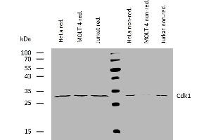 Western blotting analysis of human Cdk1 using mouse monoclonal antibody POH-1 on lysates of HeLa, MOLT-4, and Jurkat cells under reducing and non-reducing conditions.