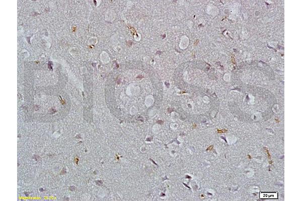 EpCAM antibody  (AA 53-150)