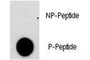 Dot blot analysis of phospho-NFATC2 antibody. (NFAT1 antibody  (pSer330))