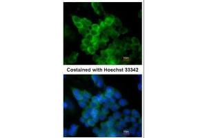 ICC/IF Image Immunofluorescence analysis of paraformaldehyde-fixed mouse ESC D3, using LPL, antibody at 1:200 dilution. (Lipoprotein Lipase antibody)