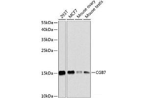 Western blot analysis of extracts of various cell lines using CGB7 Polyclonal Antibody at dilution of 1:1000. (CGB7 antibody)
