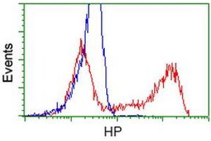 HEK293T cells transfected with either RC223612 overexpress plasmid (Red) or empty vector control plasmid (Blue) were immunostained by anti-HP antibody (ABIN2453135), and then analyzed by flow cytometry. (Haptoglobin antibody)