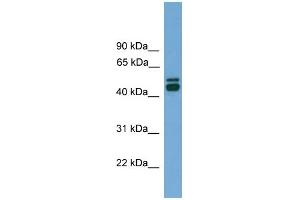WB Suggested Anti-CALR Antibody Titration: 0. (Calreticulin antibody  (Middle Region))