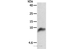 Western blot analysis of 293T cell, using COX7B Polyclonal Antibody at dilution of 1:800 (COX7B antibody)