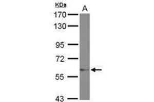 Image no. 1 for anti-Zinc Finger Protein 329 (ZNF329) (AA 275-541) antibody (ABIN1501838) (ZNF329 antibody  (AA 275-541))