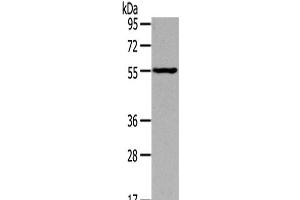 Western Blot analysis of Mouse muscle tissue using THRA Polyclonal Antibody at dilution of 1/400 (THRA antibody)