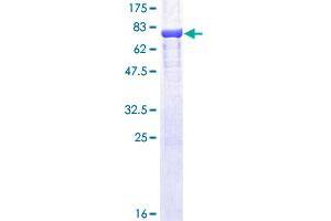 ODC1 Protein (AA 1-461) (GST tag)