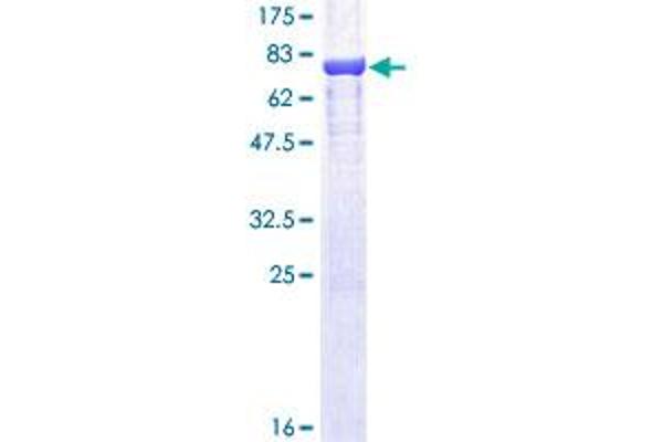 ODC1 Protein (AA 1-461) (GST tag)