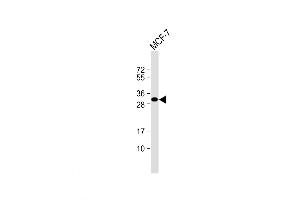 Western Blot at 1:1000 dilution + MCF-7 whole cell lysate Lysates/proteins at 20 ug per lane. (Latexin antibody  (AA 78-107))