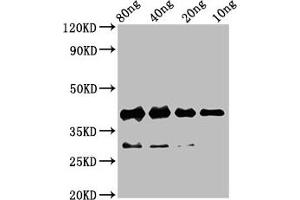 Western Blot Positive WB detected in Recombinant protein All lanes: rbm24 antibody at 4. (RBM24 antibody  (AA 2-78))