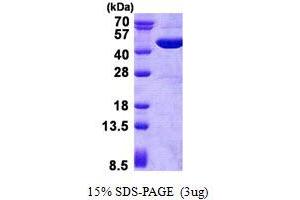 Image no. 1 for Glutamic-Oxaloacetic Transaminase 2, Mitochondrial (Aspartate Aminotransferase 2) (GOT2) protein (His tag) (ABIN1098531) (GOT2 Protein (His tag))