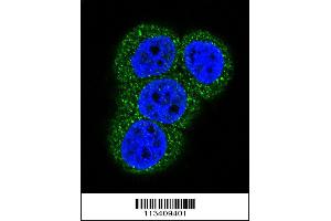 Confocal immunofluorescent analysis of Actin (ACTB/ACTC) Antibody with Hela cell followed by Alexa Fluor 488-conjugated goat anti-rabbit lgG (green). (Actin antibody  (N-Term))