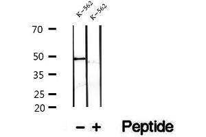 Western blot analysis of extracts of K-562 cells, using FECH antibody. (FECH antibody  (C-Term))