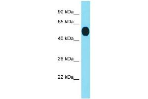 Western Blotting (WB) image for anti-Receptor (Chemosensory) Transporter Protein 3 (RTP3) (Middle Region) antibody (ABIN2790859) (RTP3 antibody  (Middle Region))