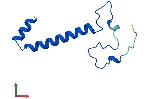 AlphaFold protein structure predicition of Mouse Recombinant Ndufa4 Protein, UniprotID Q62425 (NDUFA4 Protein (AA 1-82) (Fc Tag))