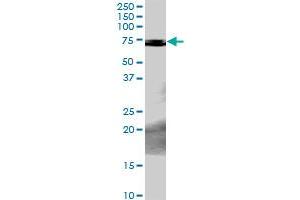 PCK2 MaxPab rabbit polyclonal antibody. (PEPCK antibody  (AA 1-640))