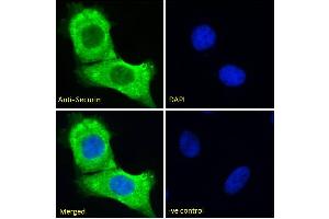 ABIN6391382 Immunofluorescence analysis of paraformaldehyde fixed HeLa cells, permeabilized with 0.