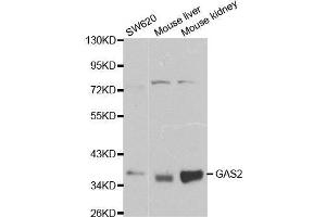Western blot analysis of extracts of various cell lines, using GAS2 antibody. (GAS2 antibody  (AA 1-100))