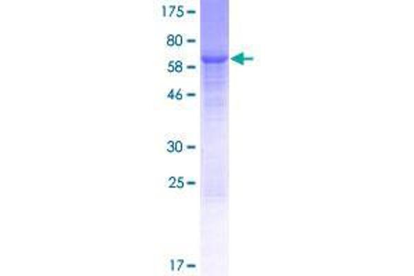 WDR73 Protein (AA 1-378) (GST tag)