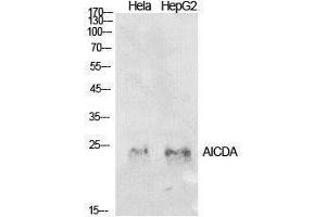 Western Blotting (WB) image for anti-Activation-Induced Cytidine Deaminase (AICDA) (Internal Region) antibody (ABIN3178912) (AICDA antibody  (Internal Region))