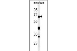 Western blot analysis of GBP7 Antibody in mouse spleen tissue lysates (35ug/lane)