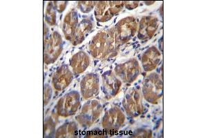 PGA4 Antibody (C-term) (ABIN656949 and ABIN2850496) immunohistochemistry analysis in formalin fixed and paraffin embedded human stomach tissue followed by peroxidase conjugation of the secondary antibody and DAB staining. (PGA4 antibody  (C-Term))