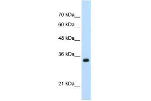 ApoBEC3D antibody used at 0. (APOBEC3D antibody)