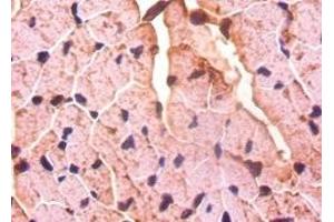 Immunohistochemistry of paraffin-embedded mouse heart tissue using ABIN7149575 at dilution of 1:50 (Decorin antibody  (AA 20-359))