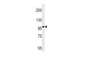 AG Antibody (N-term) (ABIN1539146 and ABIN2848981) western blot analysis in  cell line lysates (35 μg/lane). (AGAP3 antibody  (N-Term))