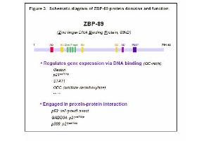 Image no. 1 for anti-Zinc Finger Protein 148 (ZNF148) antibody (ABIN117932) (ZNF148 antibody)