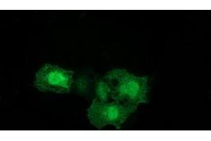 Anti-ERCC1 mouse monoclonal antibody (ABIN2453822) immunofluorescent staining of COS7 cells transiently transfected by pCMV6-ENTRY ERCC1 (RC200478). (ERCC1 antibody)