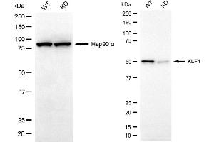 Western blotting analysis using KLF4 antibody (ABIN7799216). (Recombinant KLF4 antibody)
