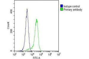 Overlay histogram showing Hela cells stained with (ABIN1539843 and ABIN2843824)(green line). (LGR5 antibody  (AA 689-719))