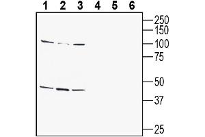 Western blot analysis of human  monocytic leukemia cell line lysate (lanes 1 and 4), human Jurkat T-cell leukemia cell line lysate (lanes 2 and 5) and human SH-SY5Y neuroblastoma cell line lysate (lanes 3 and 6):1-3. (G Protein-Coupled Receptor 142 (GPR142) Peptide)