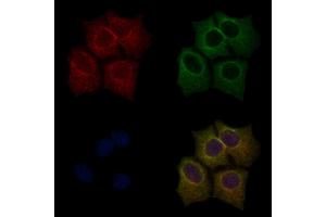 ABIN6255701 and ABIN6267554 staining HepG2 cells(30 min of 4uM Forskolin treatment) by IF/ICC.